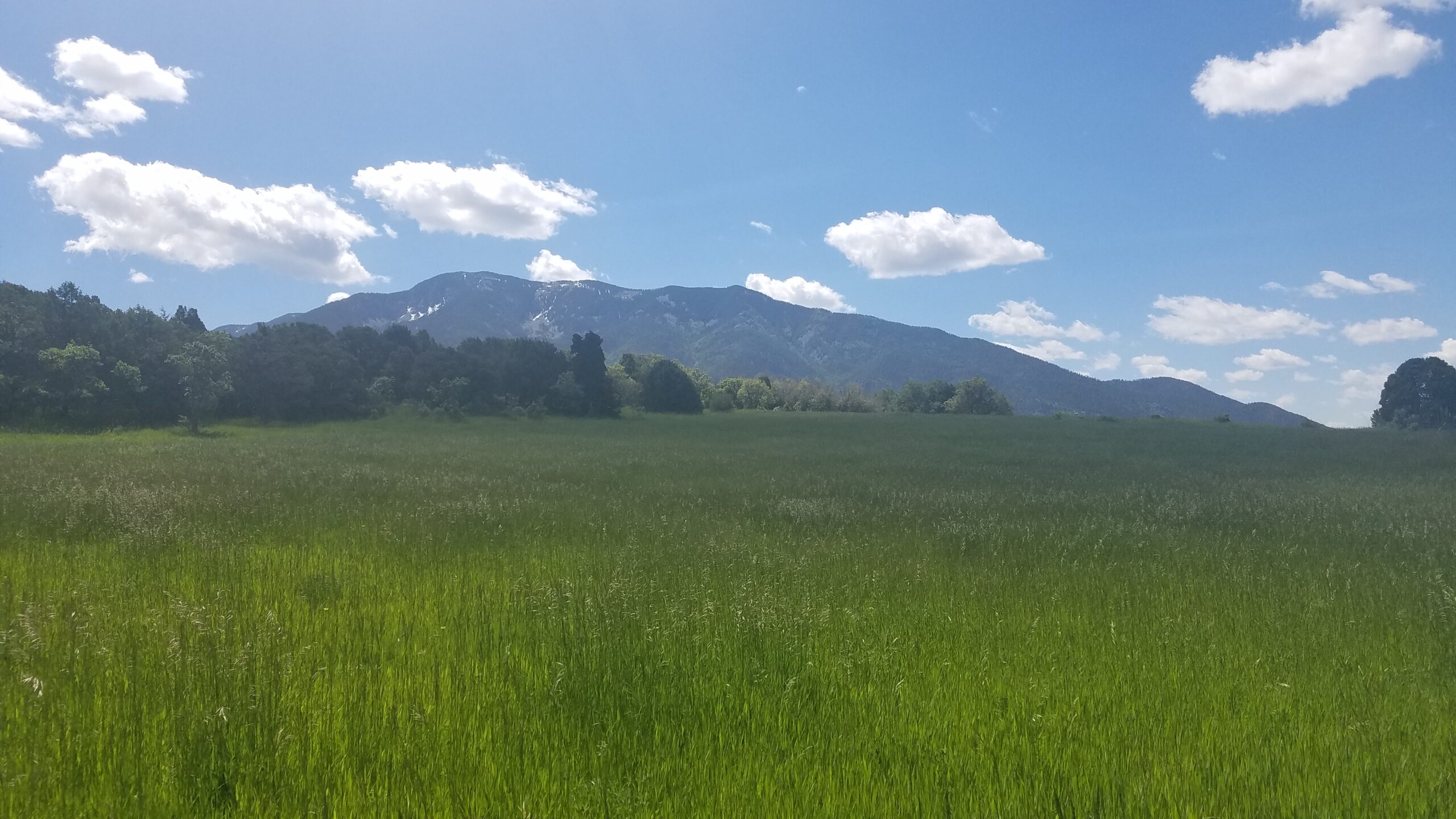 beautiful alpine meadow with mountains in background