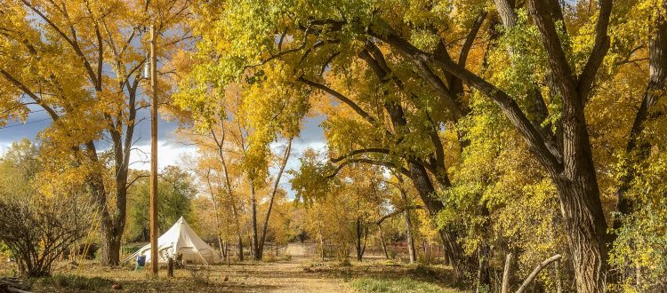 autumn colored trees along a dirt path at Rio Fernando Park