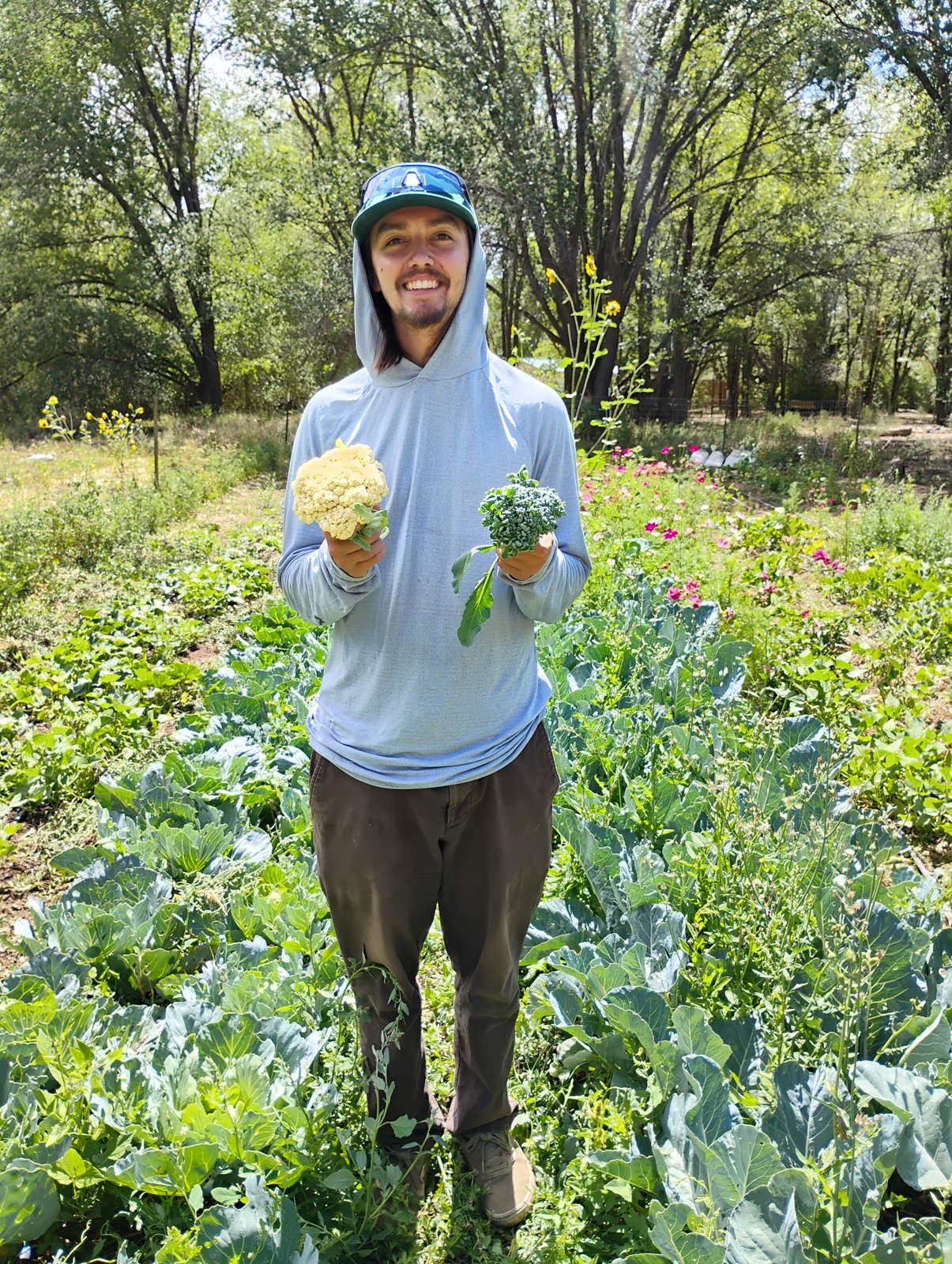Garden apprentice holding a cauliflower and broccoli in the Taos Land Trust garden