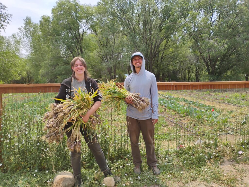 Two volunteers holding armfuls of freshly harvested garlic