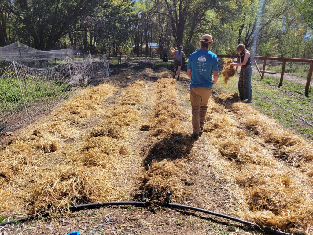 Volunteers spreading straw mulch over garden beds